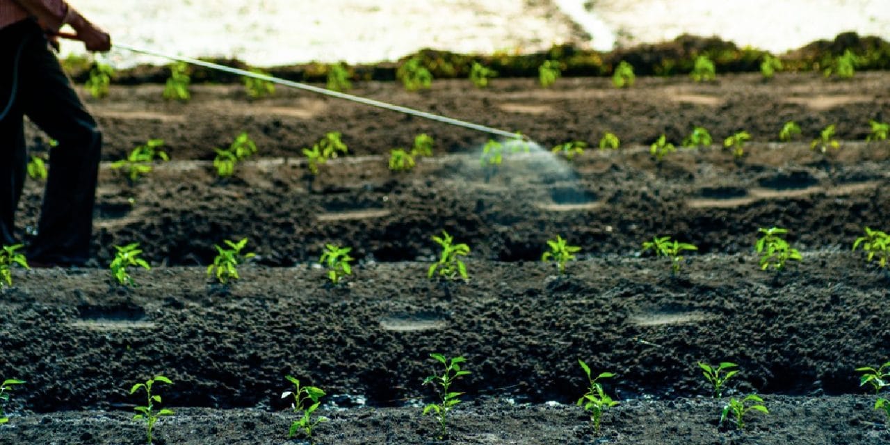 Quels sont les meilleurs désherbants naturels ?