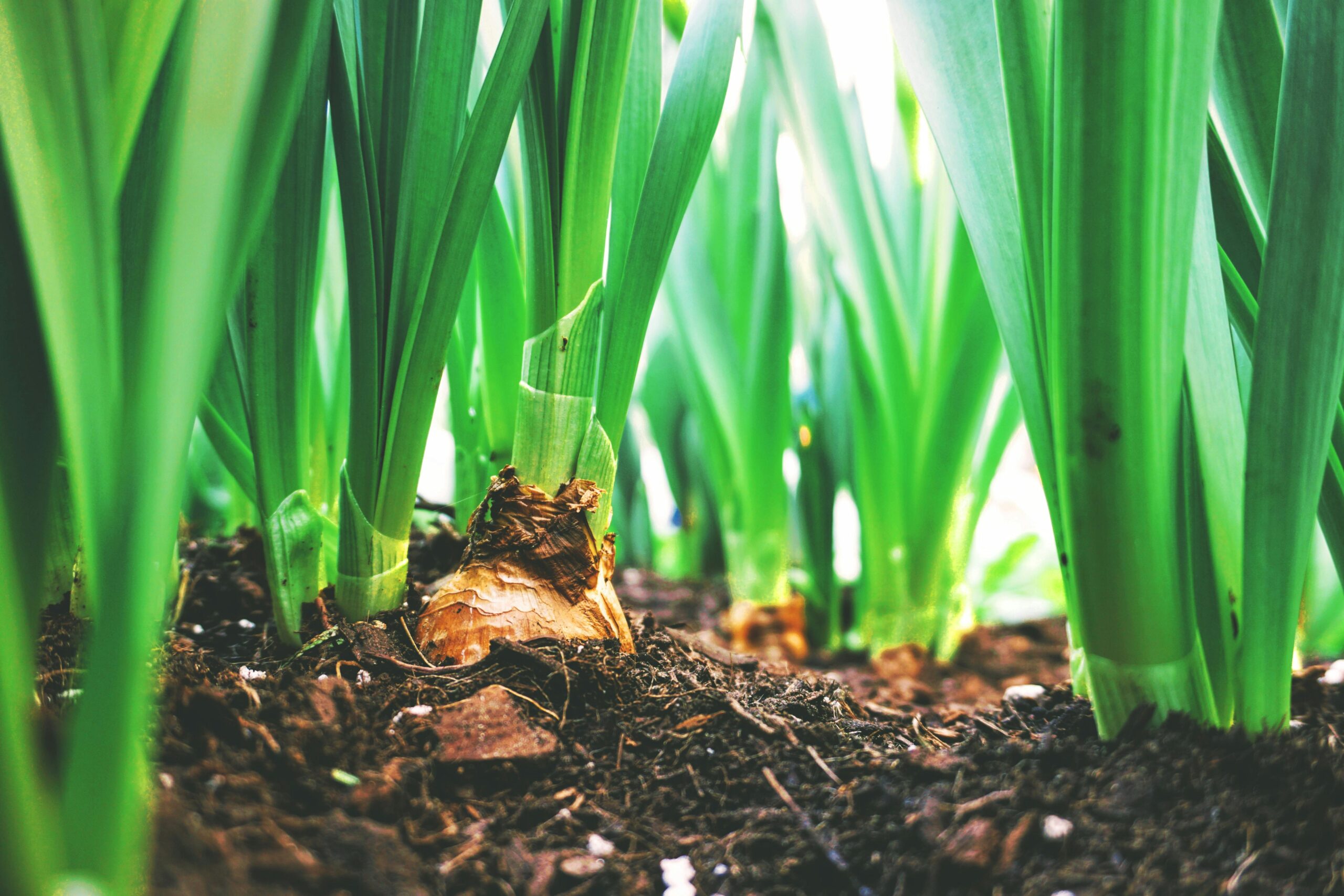 L’impact du changement climatique sur l’agriculture traditionnelle